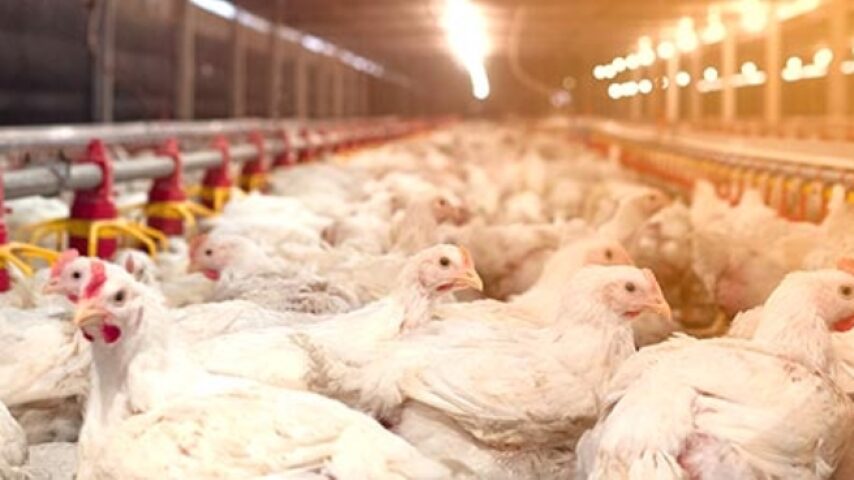 Rabobank: Η μείωση της τιμής των ζωοτροφών θα βοηθήσει στην ανάκαμψη στην παγκόσμια αγορά πουλερικών