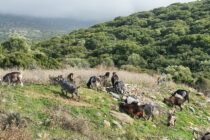 Σε άμεση διαβούλευση το Διαχειριστικό Σχέδιο Βόσκησης, από το ΥΠΑΑΤ