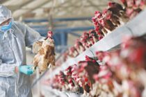 Επείγουσα ενημέρωση πτηνοτρόφων – κατόχων οικόσιτων πουλερικών για γρίπη των πτηνών