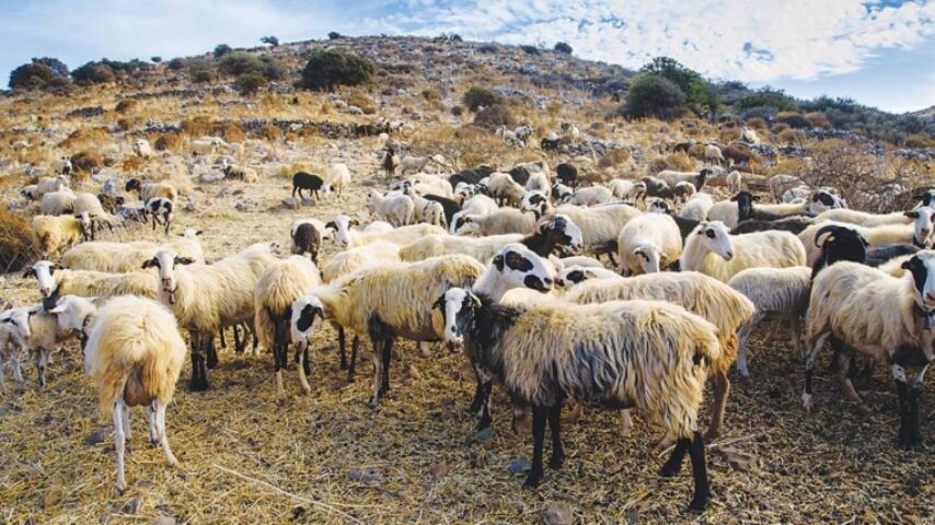Για ανισομέρεια και ανακολουθία καταγγέλουν οι Κτηνοτροφικοί Σύλλογοι Αν. Μακεδονίας-Θράκης το ΥΠΑΑΤ και την πολιτεία