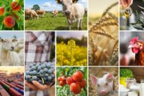 Σταθερό το εμπόριο γεωργικών προϊόντων διατροφής – ΗΠΑ, Κίνα, Ην. Βασίλειο κορυφαίοι προορισμοί