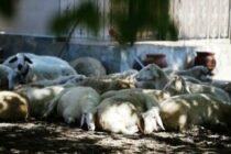 Σύγκλιση της Επιτροπής Εμπορίου ζητούν εννέα βουλευτές του ΣΥΡΙΖΑ, επικαλούμενοι περικοπές της Βασικής Ενίσχυσης σε αγρότες και κτηνοτρόφους στις πληγείσες περιοχές