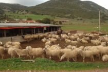 ΥΠΑΑΤ: Τετάρτη οι προκαταβολές των αποζημιώσεων στους κτηνοτρόφους της Θεσσαλίας