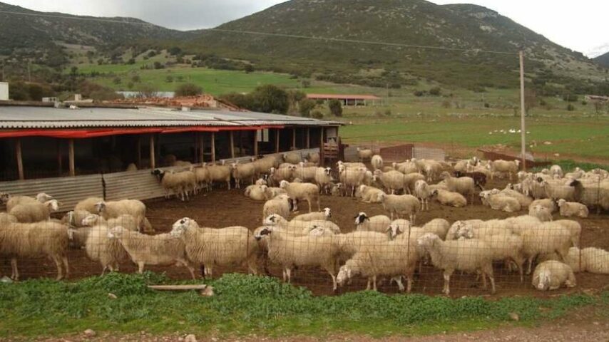 ΥΠΑΑΤ: Τετάρτη οι προκαταβολές των αποζημιώσεων στους κτηνοτρόφους της Θεσσαλίας