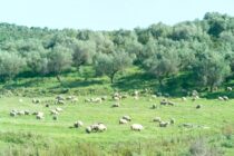 10 ευρώ το στρέμμα πριμ-eco-schemes σε κτηνοτρόφους που δηλώνουν  δασοσκεπή βοσκοτόπια