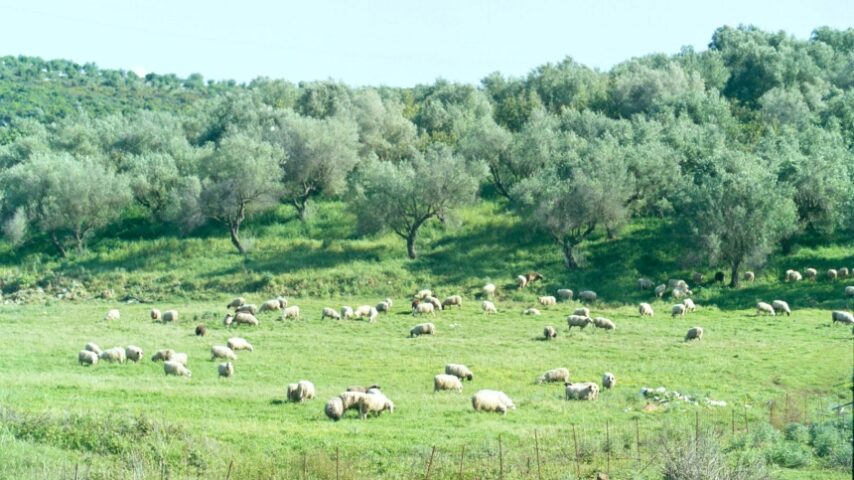 10 ευρώ το στρέμμα πριμ-eco-schemes σε κτηνοτρόφους που δηλώνουν  δασοσκεπή βοσκοτόπια