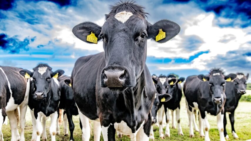 Η μείωση της κτηνοτροφίας οδηγεί σε αύξηση των τιμών του κρέατος – Είναι οι αγελάδες υπεύθυνες για τη μόλυνση του περιβάλλοντος(;)