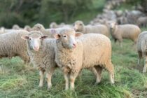 Σύσκεψη στη Λαμία υπό το ΥΠΑΑΤ και την Περιφέρεια μετά το κρούσμα ευλογιάς σε πρόβατα – Λήψη απαραίτητων μέτρων – Κανένας κίνδυνος μετάδοσης στον άνθρωπο