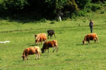 «Δεν μας εκπροσωπεί η 15μελής επιτροπή», λένε οι Σύλλογοι Αν. Μακεδονίας – Θράκης, κανείς κτηνοτρόφος δεν συμμετέχει