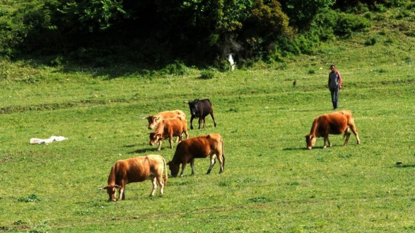 «Δεν μας εκπροσωπεί η 15μελής επιτροπή», λένε οι Σύλλογοι Αν. Μακεδονίας – Θράκης, κανείς κτηνοτρόφος δεν συμμετέχει