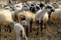 Συμπληρωματική αποζημίωση σε αιγοπροβατοτρόφους