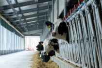 Οι προϋποθέσεις ένταξης στο Μέτρο Ευζωίας της ΚΑΠ για τα βοοειδή και τα ποσά ανά ΜΖΚ