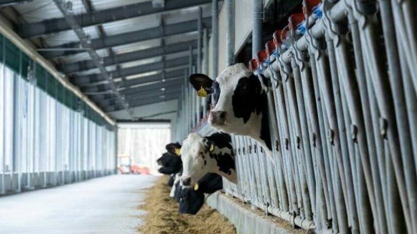 Οι προϋποθέσεις ένταξης στο Μέτρο Ευζωίας της ΚΑΠ για τα βοοειδή και τα ποσά ανά ΜΖΚ