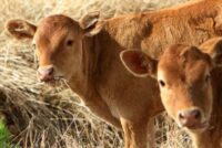 Δημοσιεύθηκε η ΚΥΑ για τις οικονομικές κρατικές ενισχύσεις κτηνοτρόφων και γεωργών