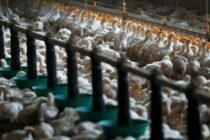 Μειωμένα κρούσματα γρίπης των πτηνών στην Ε.Ε. – Οι έλεγχοι συνεχίζονται αμείωτα και στις γειτονικές χώρες