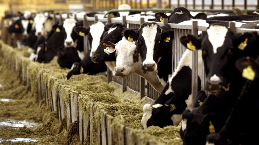 Η συμβολή της ΚΑΠ στην παραγωγή και στην επάρκεια πρωτεϊνούχων ζωοτροφών και η απεμπλοκή της σόγιας – Το ρόλο της εγχώριας κτηνοτροφίας στην επίτευξη του στόχου, αναλύει ο ΣΕΚ