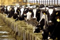 Προτάσεις του ΣΕΚ για την αναθεώρηση της ΚΑΠ 2023-2024 – Κίνητρα στους κτηνοτρόφους για ανάπτυξη του κλάδου – Αξιοποίηση του Ταμείου Ψηφιακού Ανασχηματισμού – Μείωση της γραφειοκρατίας