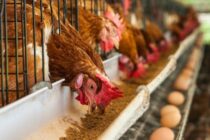 Νέος Κανονισμός της Ε.Ε. για το σαλικυλικό νάτριο σε τρόφιμα ζωικής παραγωγής