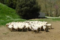 Οι προτάσεις των Κτηνοτροφικών Συλλόγων ΑΜ-Θ για τις αλλαγές στην ΚΓΠ – Καταγγέλουν επιδοματική πολιτική σε βάρος των κτηνοτρόφων