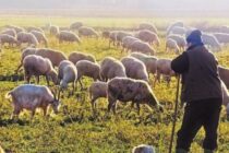 Ανησυχητική η κατάσταση στην κτηνοτροφία – Ανακοίνωση της Ομοσπονδίας Κτηνοτρόφων και Κτηνοτροφικών Συλλόγων Θεσσαλίας