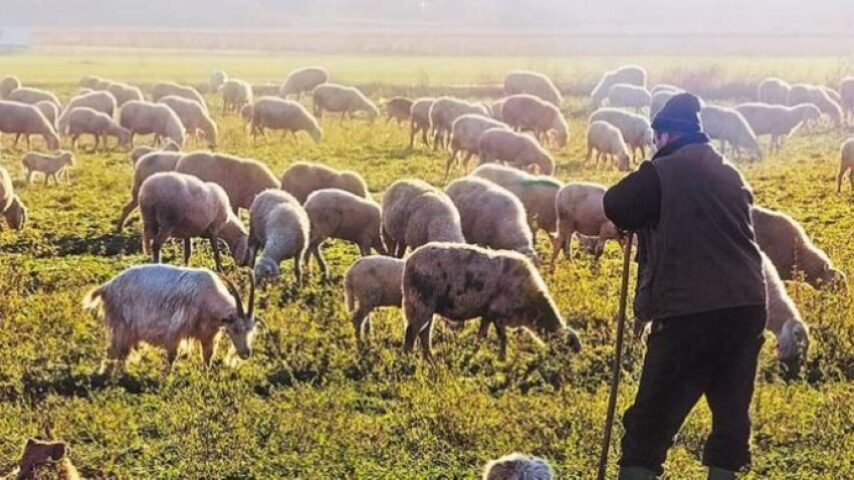 Ανησυχητική η κατάσταση στην κτηνοτροφία – Ανακοίνωση της Ομοσπονδίας Κτηνοτρόφων και Κτηνοτροφικών Συλλόγων Θεσσαλίας