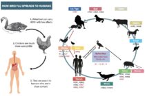 Γρίπη των πτηνών και σε μηρυκαστικά, αναφέρει η EFSA