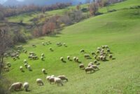 Αντιπαράθεση στη Βουλή για τη νέα ΚΥΑ για τους βοσκότοπους