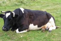 Κρούσμα σπογγώδους εγκεφαλοπάθειας των βοοειδών στη Σκοτία