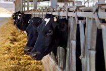 Η Παγκόσμια Τράπεζα εισηγείται μείωση του κόκκινου κρέατος και των γαλακτοκομικών προς όφελος του πλανήτη