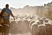 Πάνω από 150.000 γεωργοί και κτηνοτρόφοι, στη Θεσσαλία, απλήρωτοι από Συνδεδεμένες Ενισχύσεις και Οικολογικά Σχήματα αναφέρει σε ανακοίνωσή της η ΠΑΚ