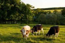 Ενισχύσεις για βιολογική κτηνοτροφία – Προϋποθέσεις και δικαιούχοι