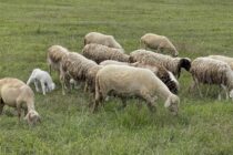 Χαλάρωση των μέτρων για την πανώλη των αιγοπροβάτων