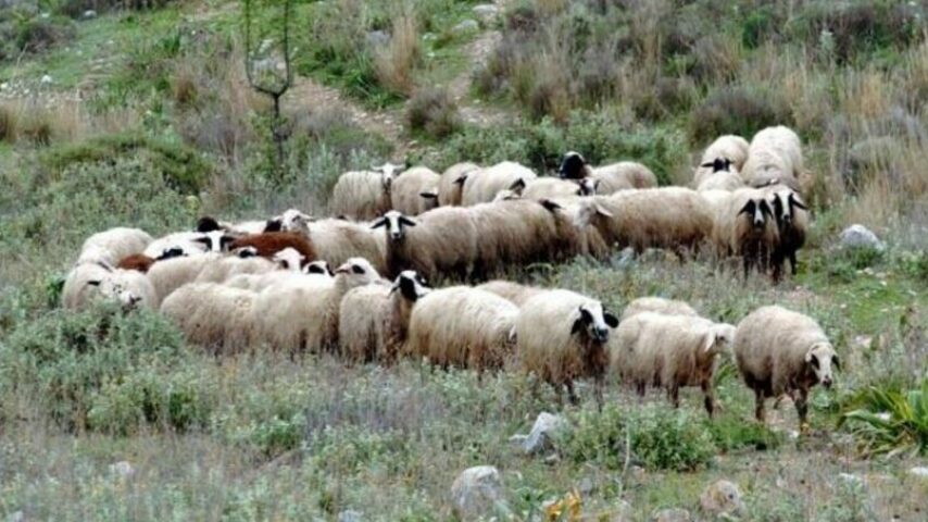 Γενικευμένη απαγόρευση στη μετακίνηση αιγοπροβάτων λόγω της πανώλης