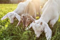 Οδηγίες προς κτηνοτρόφους από τη Διεύθυνση Κτηνιατρικής Υπηρεσίας της Θεσσαλίας