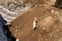 Ποινικές ευθύνες αναζητά ο Δ. Κουρέτας για το θάψιμο ζωντανών ζώων – Απομακρύνθηκε ο προϊστάμενος της Κτηνιατρικής Υπηρεσίας Τρικάλων