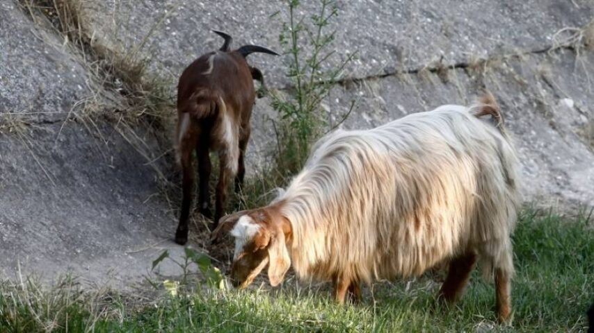 Αντιμετώπιση πανώλης σε αιγοπρόβατα Δομένικου