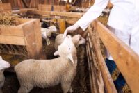 Πρωτοβουλία εισαγγελέα για την πανώλη στα αιγοπρόβατα – Έκτακτα μέτρα για τις ζωοτροφές