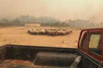 Ανυπαρξία οικονομικής βοήθειας για τους πυρόπληκτους κτηνοτρόφους στην Ηλεία