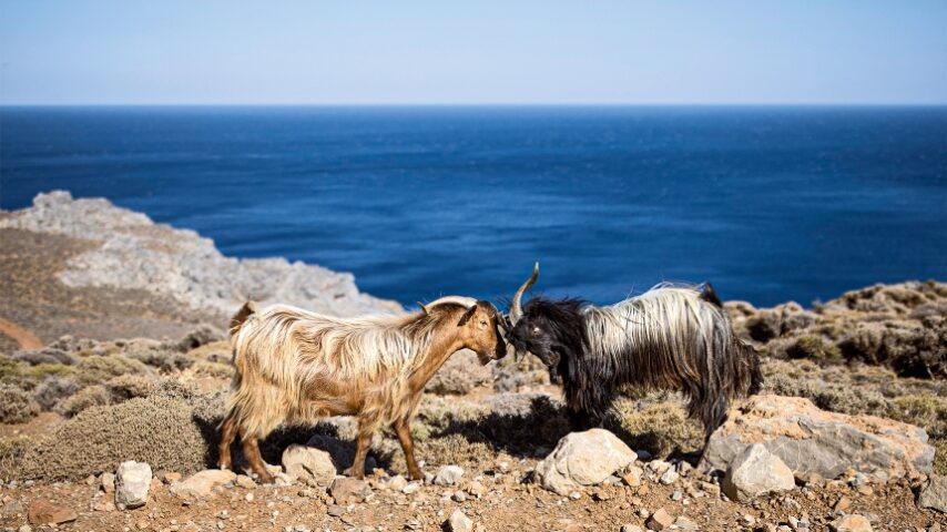 Φόβοι για τη γηγενή φυλή αιγοπροβάτων στα Αστερούσια Κρήτης – Βεβαιώσεις για πλήρεις αποζημιώσεις