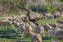 40€ ανά ζώο και μπλόκο βοσκοτόπων