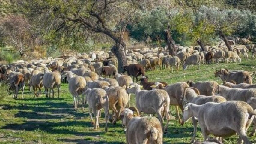 40€ ανά ζώο και μπλόκο βοσκοτόπων