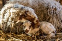 Εξαγγελθέντα 50 εκατ. – αλλά οι πληγές μένουν