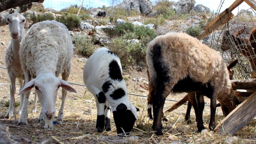 Μερική άρση περιορισμών για αιγοπρόβατα στη Δυτική Ελλάδα