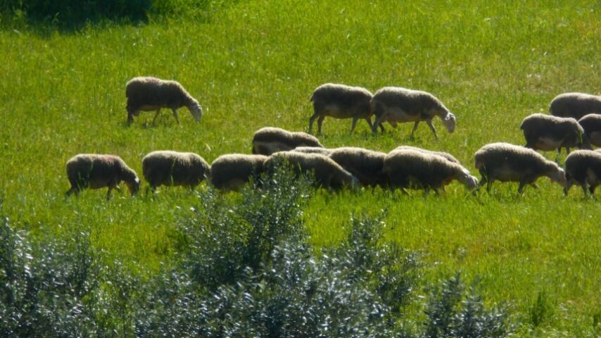 Μείωση τιμών στη γεωργία και κτηνοτροφία τον Αύγουστο 2024