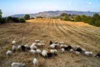 Αποζημιώσεις για κτηνοτρόφους – Νέα μέτρα και 100% χρηματοδότηση αντικατάστασης ζώων