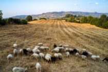 Αποζημιώσεις για κτηνοτρόφους – Νέα μέτρα και 100% χρηματοδότηση αντικατάστασης ζώων