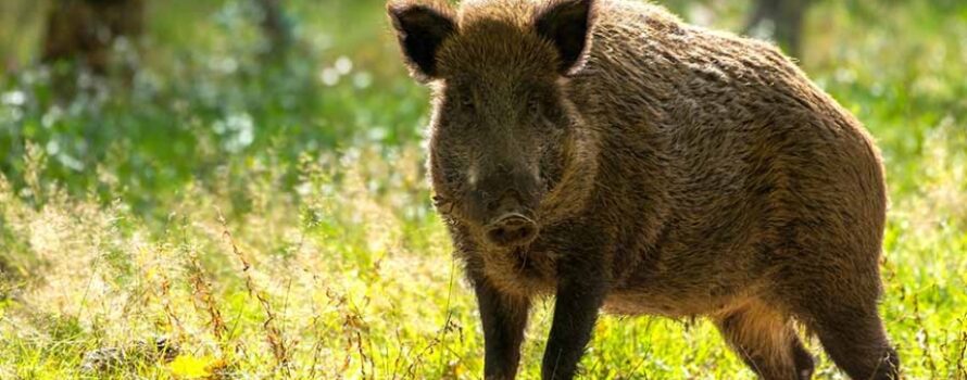 Πανώλη των χοίρων: Συναγερμός στη Βαρκελώνη