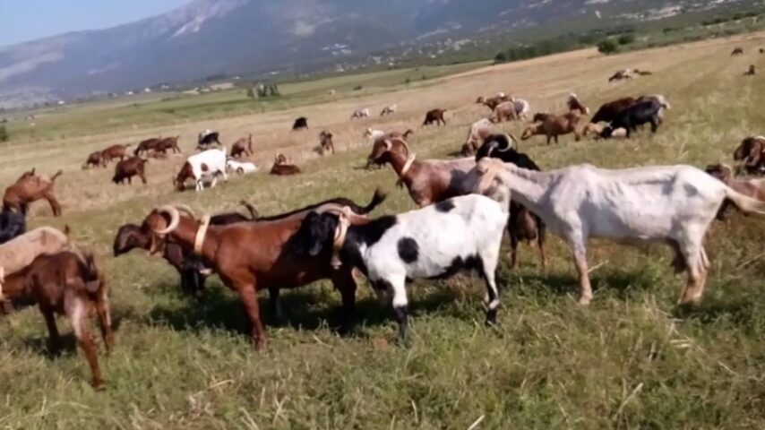 Κρίσιμη έκκληση των Κτηνοτροφικών Συλλόγων ΑΜ-Θ