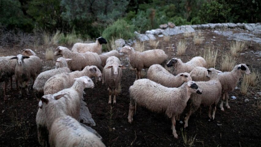 Κρητικοί κτηνοτρόφοι στην Αθήνα για κρίσιμα ζητήματα