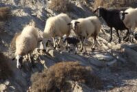 Στα 20 τα κρούσματα στη Λέσβο